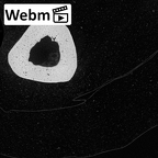 NH MER32 696 Gorilla gorilla gorilla metacarpal second right ct stack movie