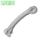 NH MER32 696 Gorilla gorilla gorilla metacarpal second right ply