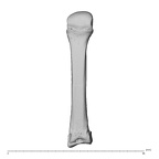 NH MER32 696 Gorilla gorilla gorilla metacarpal third right dorsal