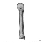 NH MER32 696 Gorilla gorilla gorilla metacarpal third right palmar
