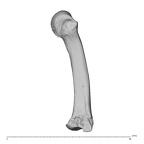 NH MER32 696 Gorilla gorilla gorilla metacarpal third right radial