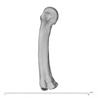 NH MER32 696 Gorilla gorilla gorilla metacarpal third right ulnar
