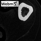 NH MER32 696 Gorilla gorilla gorilla metacarpal third right ct stack movie