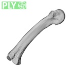 NH MER32 696 Gorilla gorilla gorilla metacarpal third right ply