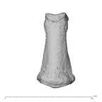 NH MER32 962 Gorilla gorilla gorilla hand phalanx fifth middle right dorsal