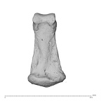 NH MER32 962 Gorilla gorilla gorilla hand phalanx fifth middle right palmar