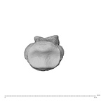 NH MER32 962 Gorilla gorilla gorilla hand phalanx fifth middle right proximal