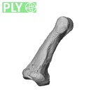 NH MER32 962 Gorilla gorilla gorilla hand phalanx fifth middle right ply