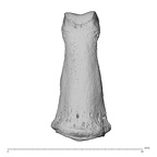 NH MER32 962 Gorilla gorilla gorilla hand phalanx fourth middle right dorsal