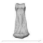 NH MER32 962 Gorilla gorilla gorilla hand phalanx fourth middle right palmar