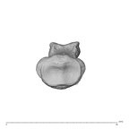 NH MER32 962 Gorilla gorilla gorilla hand phalanx fourth middle right proximal
