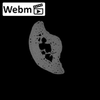 NH MER32 962 Gorilla gorilla gorilla hand phalanx fourth middle right ct stack movie