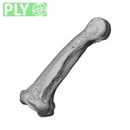 NH MER32 962 Gorilla gorilla gorilla hand phalanx fourth middle right ply