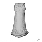 NH MER32 962 Gorilla gorilla gorilla hand phalanx second middle right dorsal