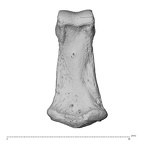 NH MER32 962 Gorilla gorilla gorilla hand phalanx second middle right palmar