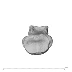 NH MER32 962 Gorilla gorilla gorilla hand phalanx second middle right proximal