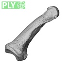 NH MER32 962 Gorilla gorilla gorilla hand phalanx second middle right ply