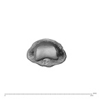 NH MER32 962 Gorilla gorilla gorilla hand phalanx third middle right distal