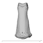 NH MER32 962 Gorilla gorilla gorilla hand phalanx third middle right dorsal