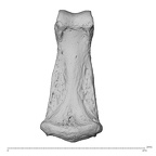 NH MER32 962 Gorilla gorilla gorilla hand phalanx third middle right palmar