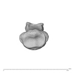 NH MER32 962 Gorilla gorilla gorilla hand phalanx third middle right proximal