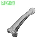 NH MER32 962 Gorilla gorilla gorilla hand phalanx third middle right ply