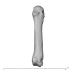 NH MER32 962 Gorilla gorilla gorilla metacarpal fifth right dorsal