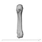 NH MER32 962 Gorilla gorilla gorilla metacarpal fifth right palmar