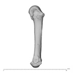 NH MER32 962 Gorilla gorilla gorilla metacarpal fifth right radial