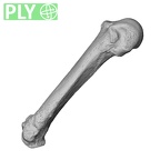 NH MER32 962 Gorilla gorilla gorilla metacarpal fifth right ply