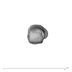 NH MER32 962 Gorilla gorilla gorilla metacarpal first right distal