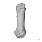 NH MER32 962 Gorilla gorilla gorilla metacarpal first right dorsal