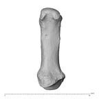 NH MER32 962 Gorilla gorilla gorilla metacarpal first right palmar