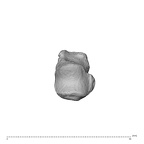 NH MER32 962 Gorilla gorilla gorilla metacarpal first right proximal