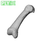 NH MER32 962 Gorilla gorilla gorilla metacarpal first right ply