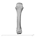 NH MER32 962 Gorilla gorilla gorilla metacarpal fourth right dorsal