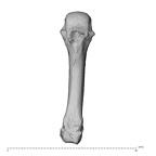 NH MER32 962 Gorilla gorilla gorilla metacarpal fourth right palmar