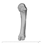 NH MER32 962 Gorilla gorilla gorilla metacarpal fourth right radial