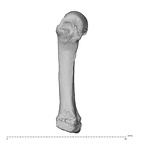 NH MER32 962 Gorilla gorilla gorilla metacarpal fourth right ulnar