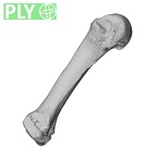 NH MER32 962 Gorilla gorilla gorilla metacarpal fourth right ply