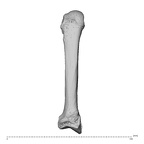 NH MER32 962 Gorilla gorilla gorilla metacarpal second right dorsal
