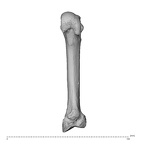 NH MER32 962 Gorilla gorilla gorilla metacarpal second right palmar