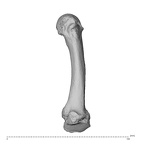 NH MER32 962 Gorilla gorilla gorilla metacarpal second right radial