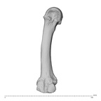 NH MER32 962 Gorilla gorilla gorilla metacarpal second right ulnar