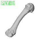 NH MER32 962 Gorilla gorilla gorilla metacarpal second right ply