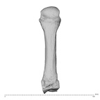 NH MER32 962 Gorilla gorilla gorilla metacarpal third right dorsal