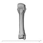NH MER32 962 Gorilla gorilla gorilla metacarpal third right palmar
