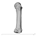 NH MER32 962 Gorilla gorilla gorilla metacarpal third right radial