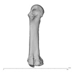 NH MER32 962 Gorilla gorilla gorilla metacarpal third right ulnar