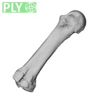 NH MER32 962 Gorilla gorilla gorilla metacarpal third right ply